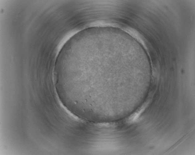 X0000071960855200607282031