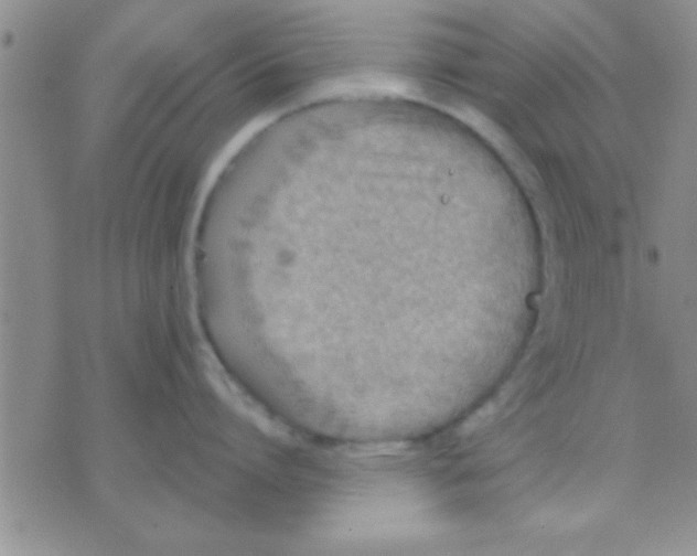 X0000071960864200607282031