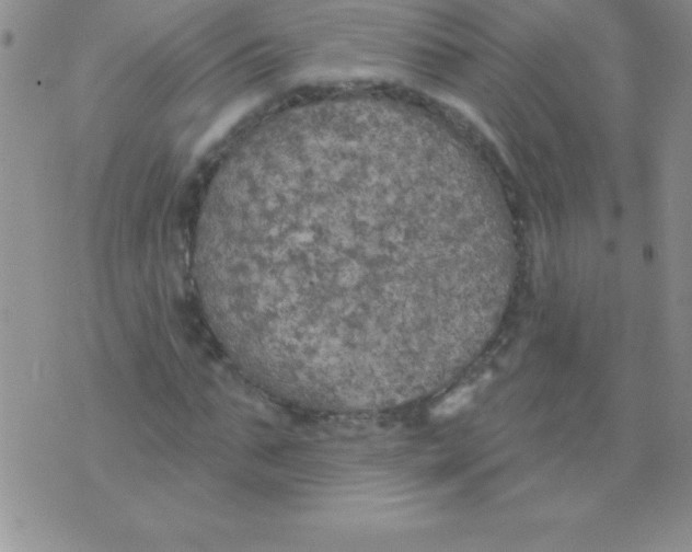 X0000071960871200607282031