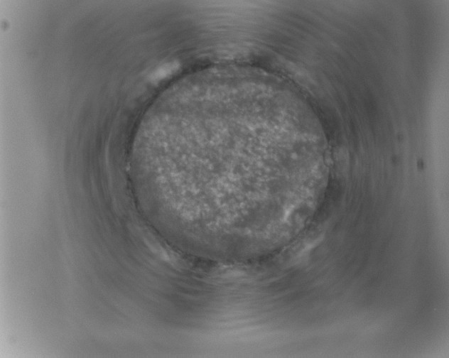 X0000071960913200607282029