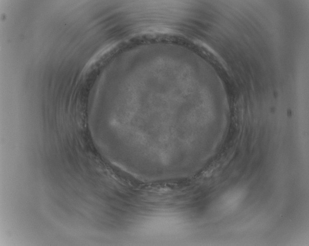 X0000071960919200607282029