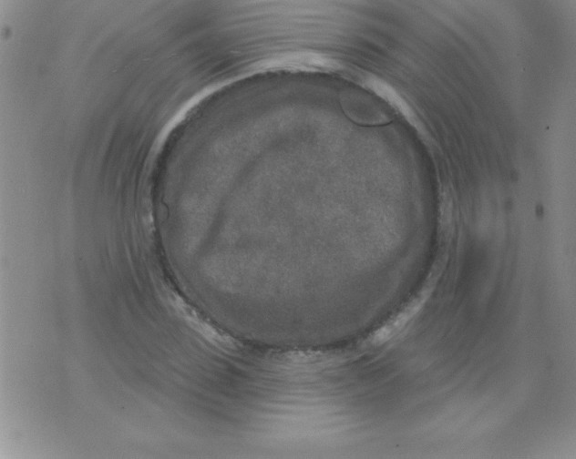 X0000071960923200607282029