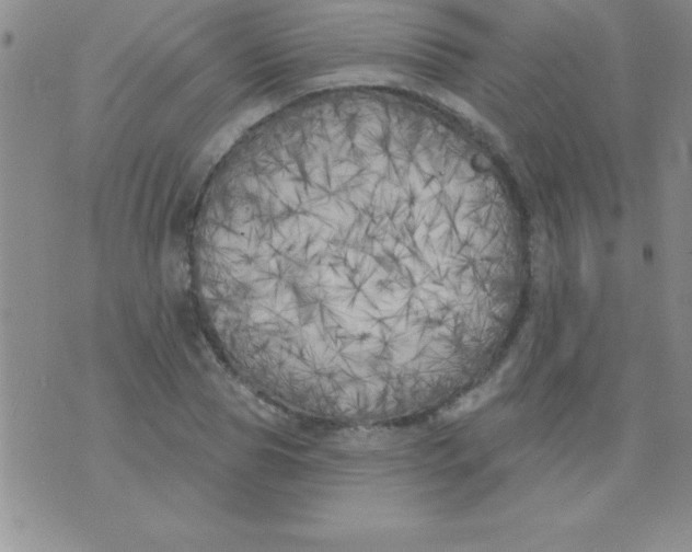 X0000071960929200607282029