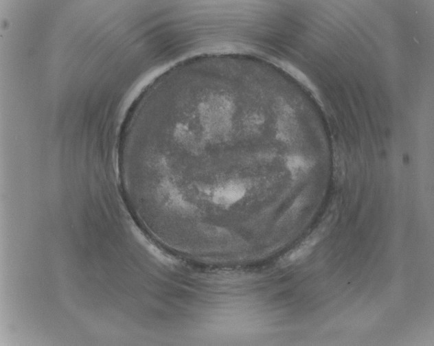 X0000071960935200607282029