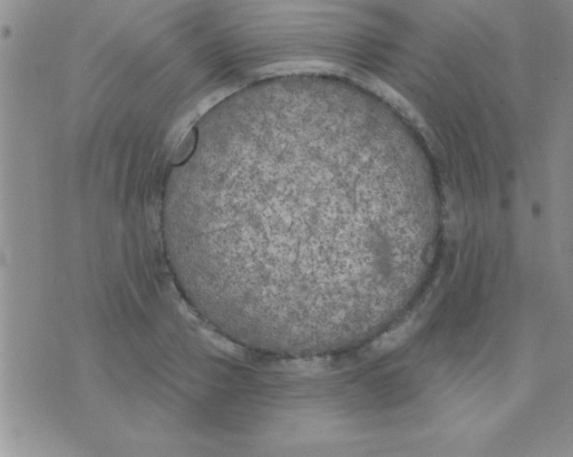 X0000071960937200607282029