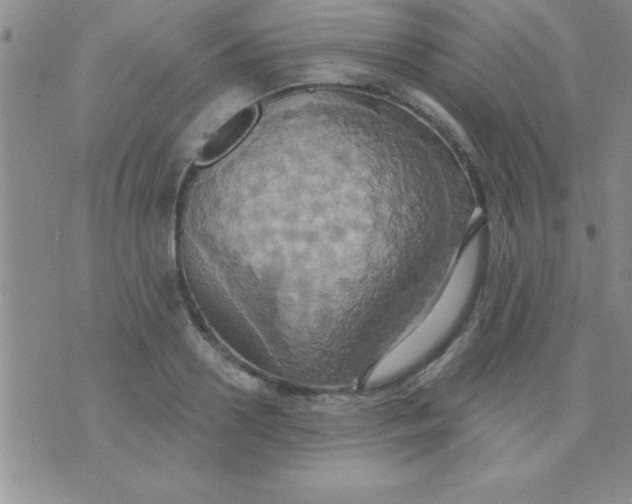 X0000071960938200607282030