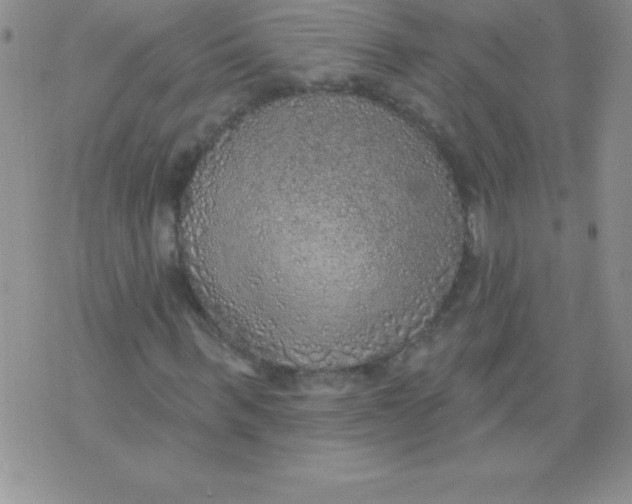 X0000071960963200607282029