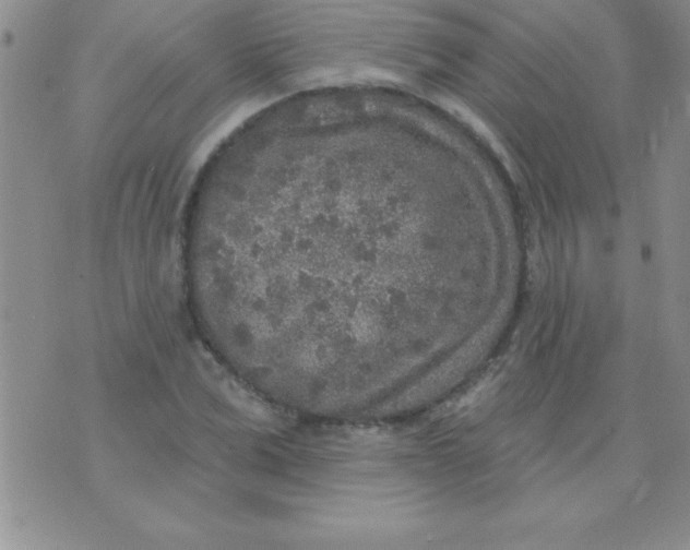 X0000071960975200607282029