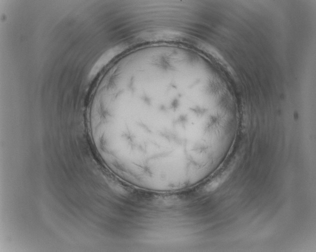 X0000071960978200607282029