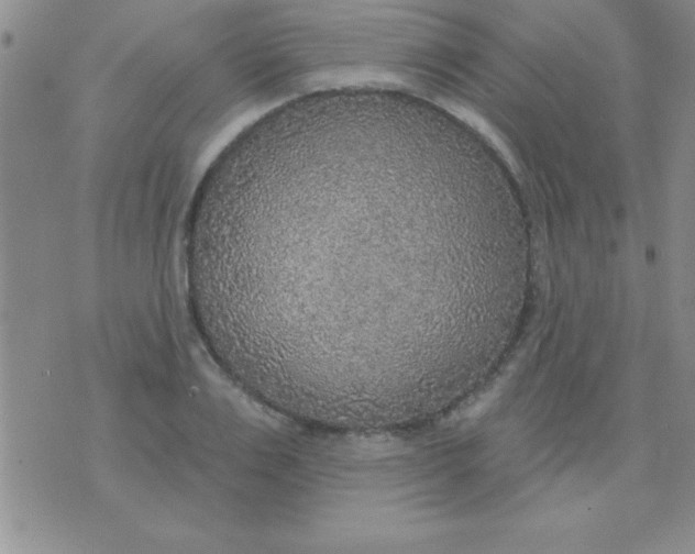 X0000071960983200607282029