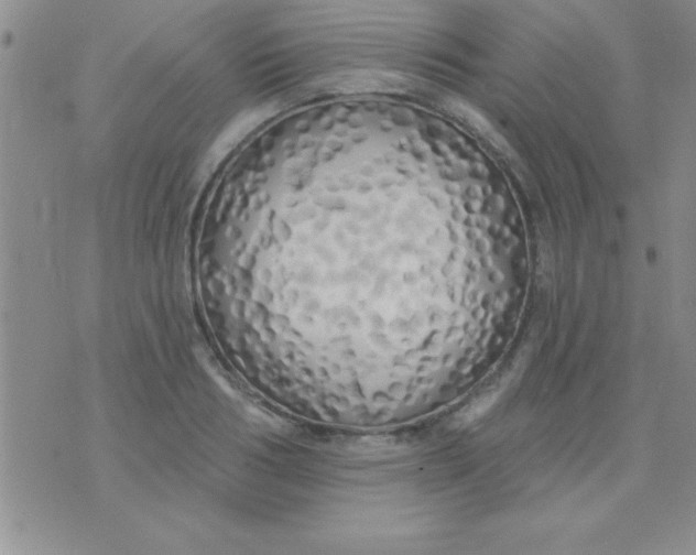 X0000071960986200607282029