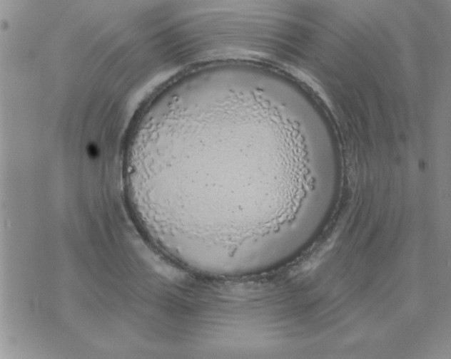 X0000071960987200607282029