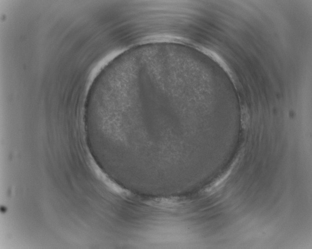 X0000071960995200607282029