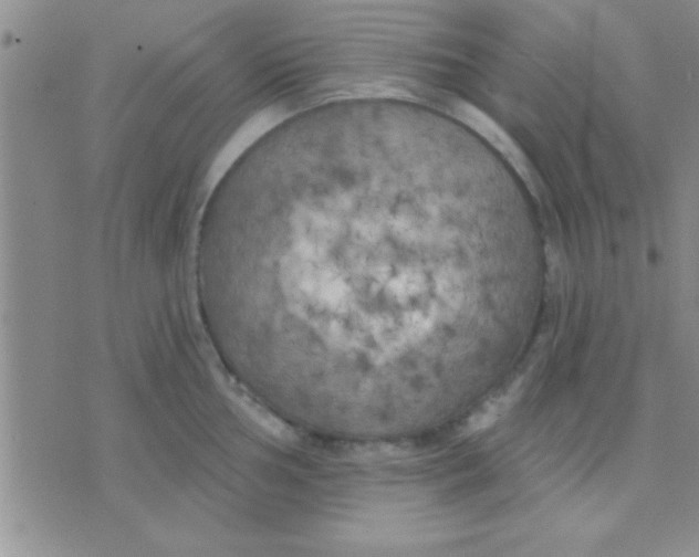 X0000071961002200607282028