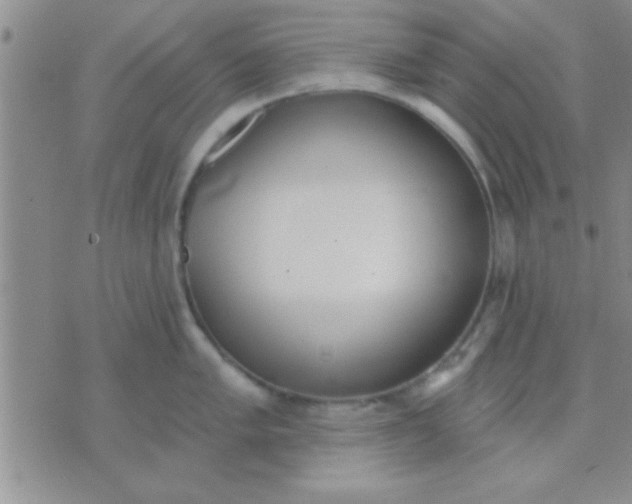 X0000071961005200607282028