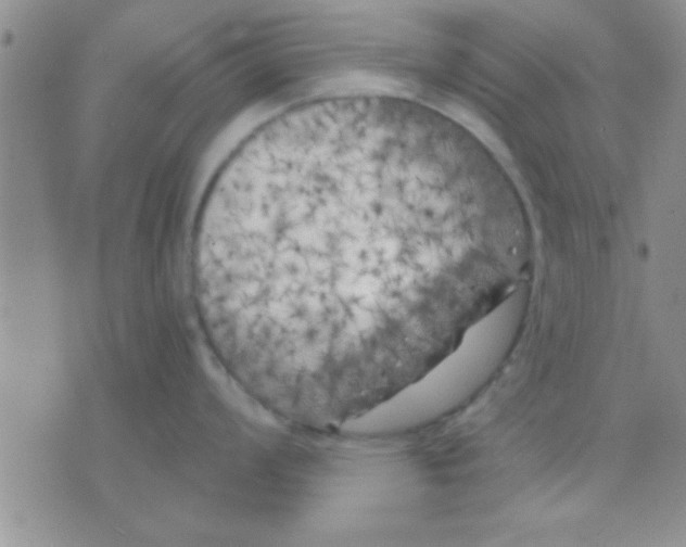 X0000071961008200607282028