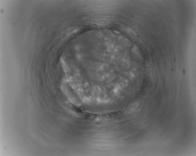 X0000071961009200607282028