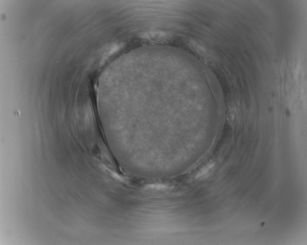 X0000071961010200607282028