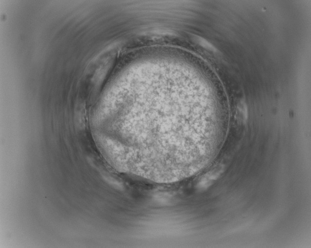 X0000071961014200607282028