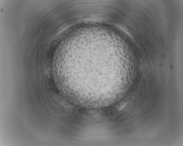 X0000071961015200607282028