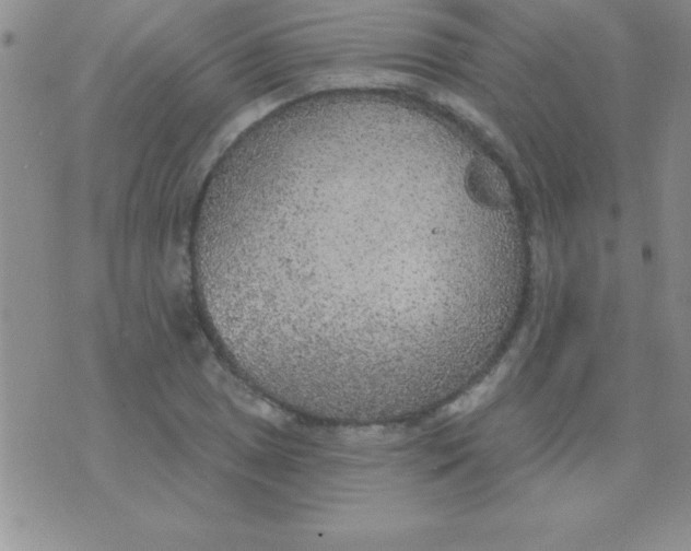 X0000071961025200607282028