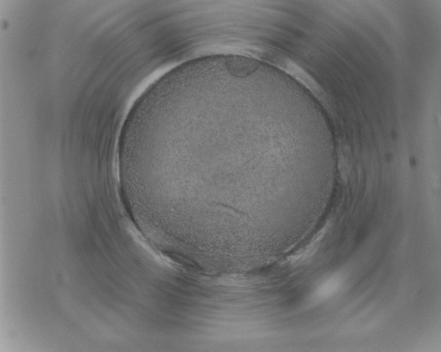 X0000071961028200607282028