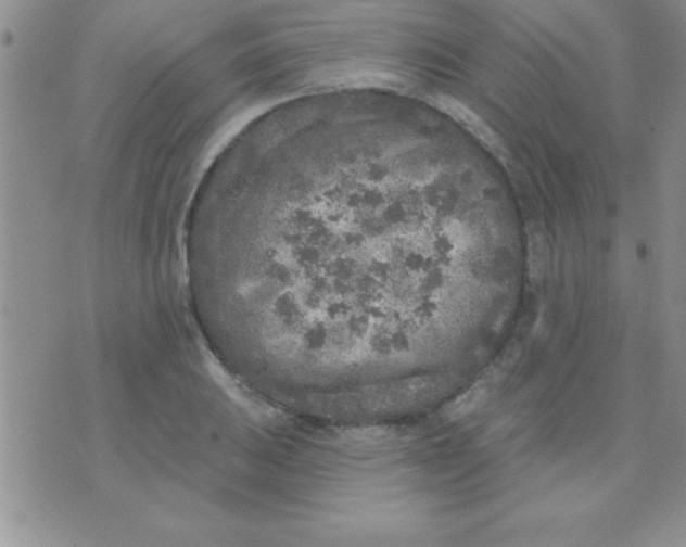 X0000071961031200607282028