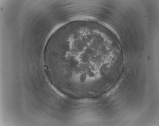 X0000071961037200607282028