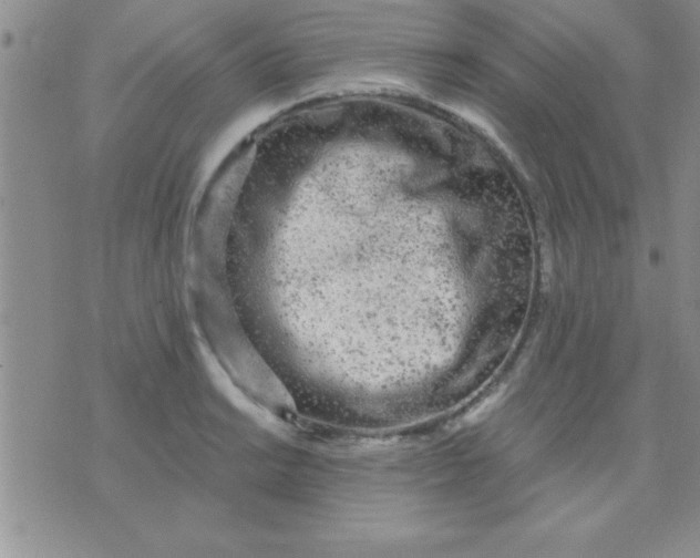 X0000071961038200607282028