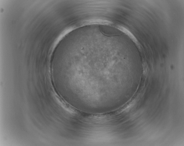 X0000071961043200607282028