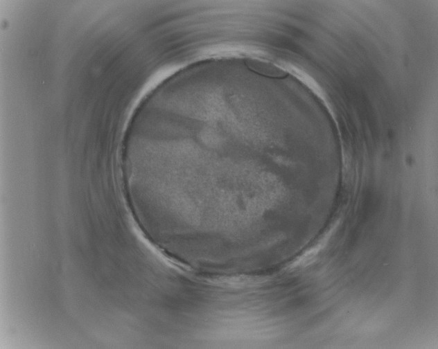 X0000071961045200607282028