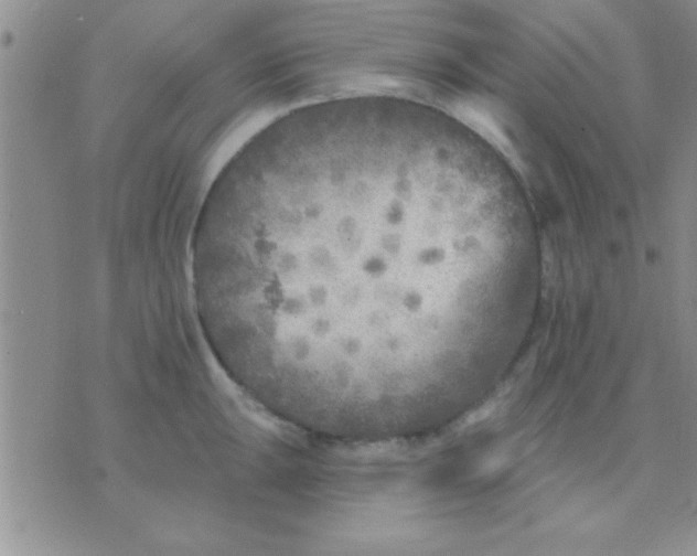 X0000071961047200607282028