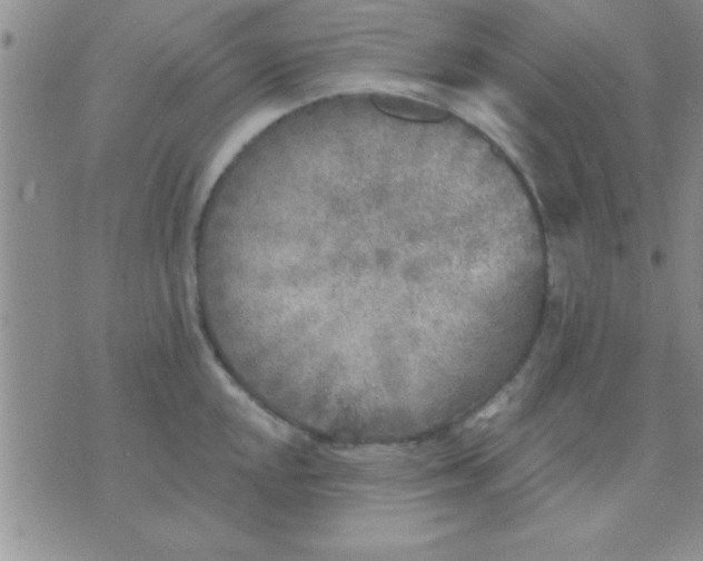 X0000071961048200607282028