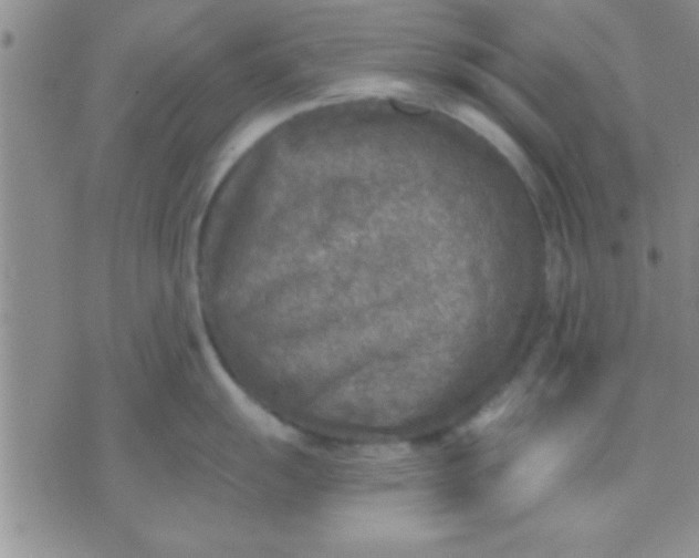 X0000071961055200607282028