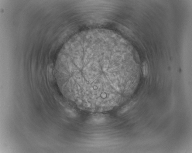 X0000071961059200607282028