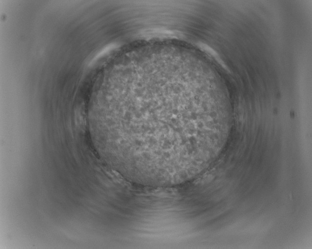 X0000071961063200607282027