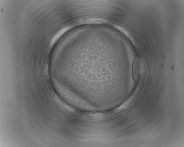 X0000071961066200607282027