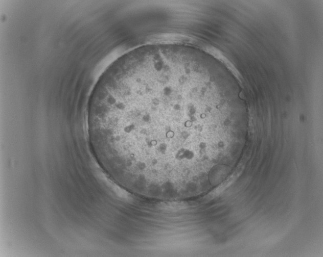 X0000071961083200607282027