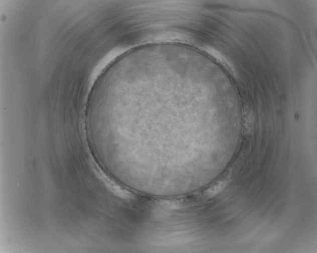 X0000071961086200607282027