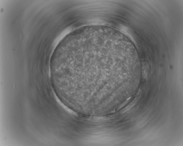 X0000071961095200607282027