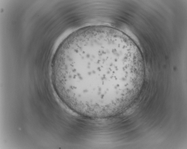 X0000071961096200607282027