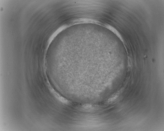 X0000071961098200607282027