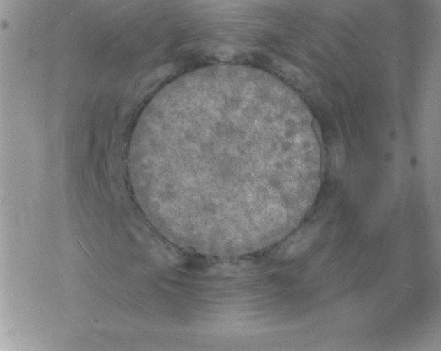 X0000071961105200607282026