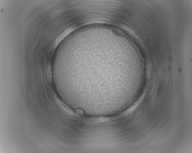 X0000071961113200607282026