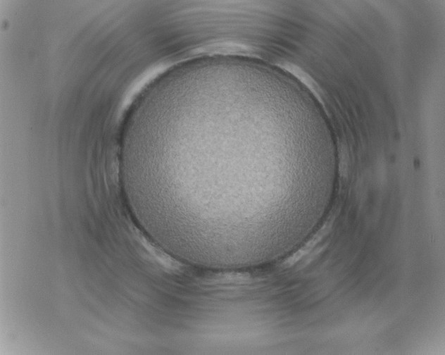 X0000071961115200607282026