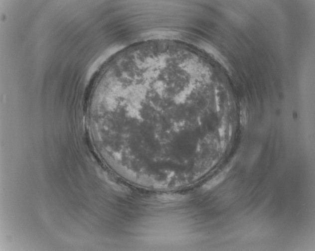 X0000071961117200607282026