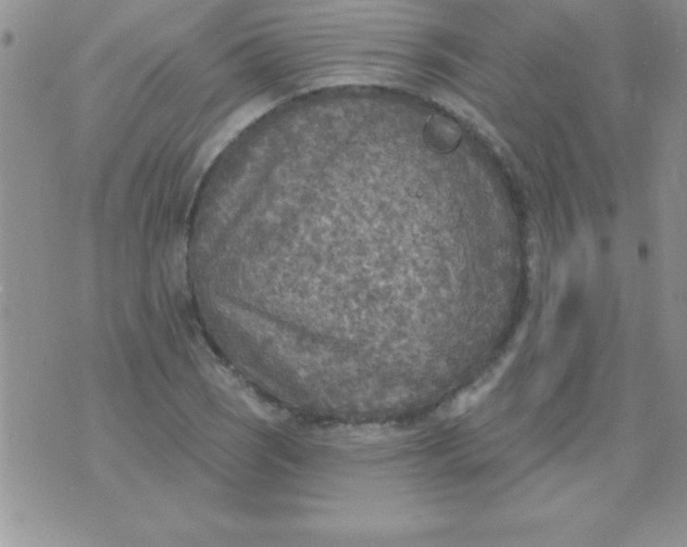 X0000071961121200607282026