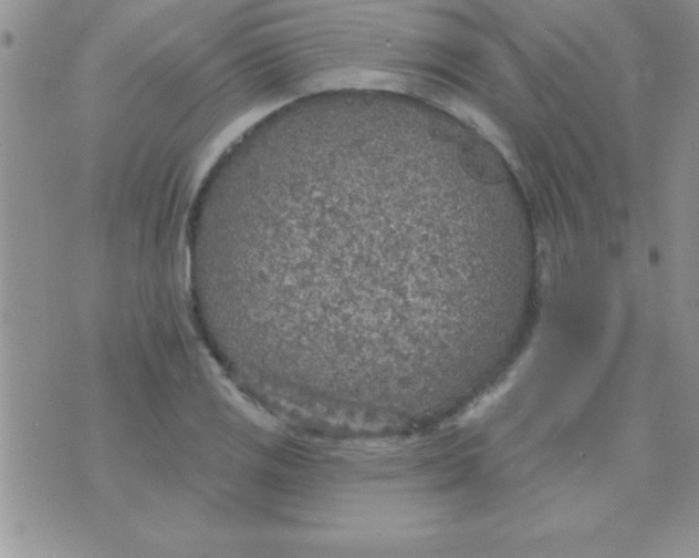 X0000071961125200607282026