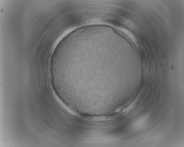 X0000071961142200607282027