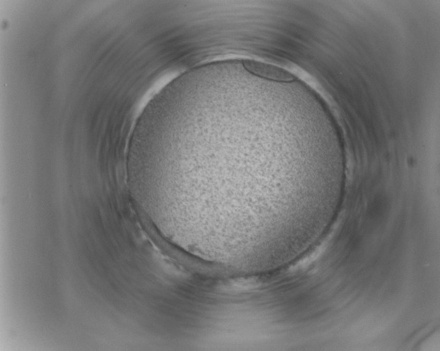 X0000071961145200607282027